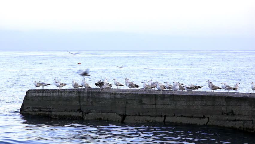 Sea gulls , HD video Canon 5Dm2, 1920 x 1080 25 fps