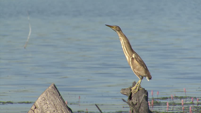 Heron Little Bittern hunting fish in the lake landed on a branch in the water