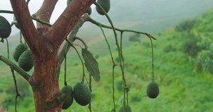 Avocado tree in farm orchard 