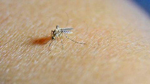 Mosquito pierces and penetrates the in preparation for blood sucking.