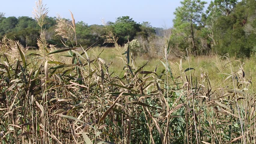Assateague salt marsh grasses in breeze