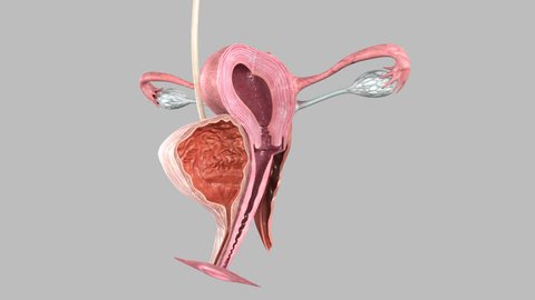 Female ovary