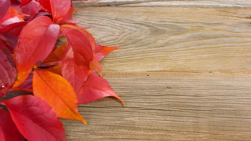 Autumn Leaves On Wood Background : Stockvideos & Filmmaterial (100 %