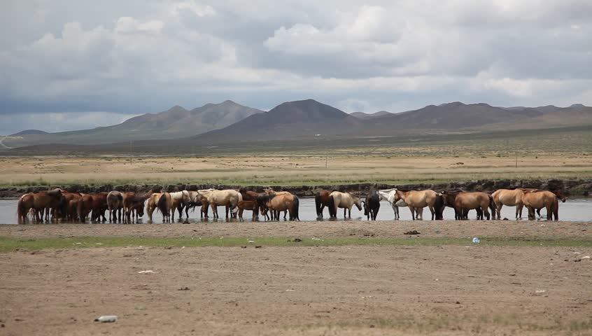 Horses in the steppe of Mongolia