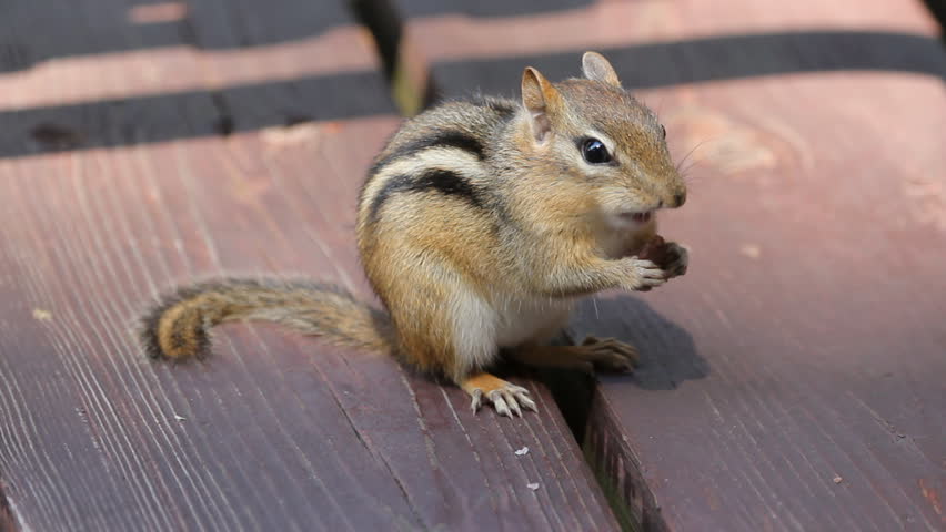 Chipmunk Eats. Chipmunk Eats. Side Stock Footage Video (100% Royalty