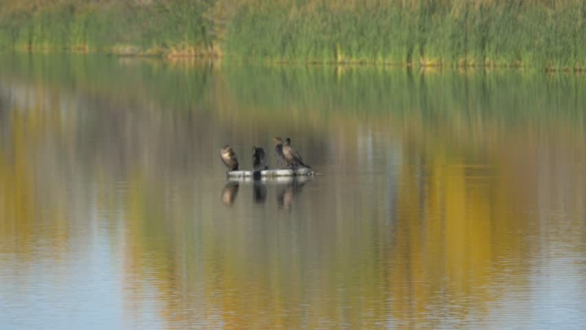 wild birds on lake