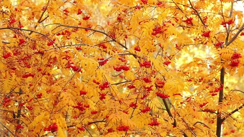 Red mountain ash on a background of yellow foliage. Autumn. Dolly shot.