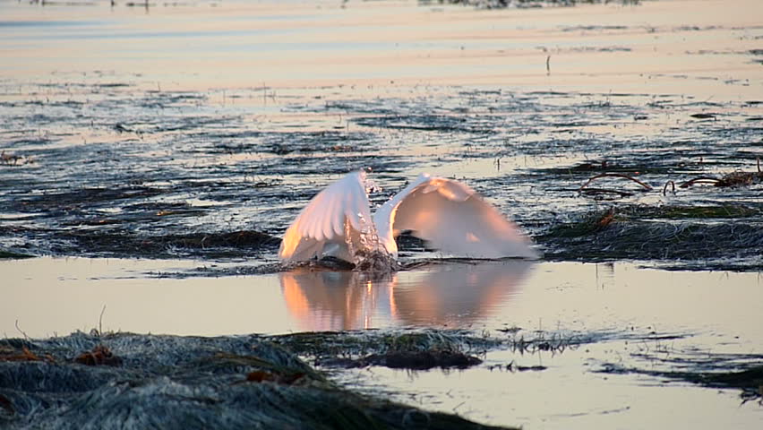 White Egret bird hunting for fish in the tide pools on the central coast of California.