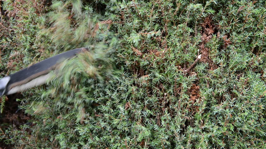 cutting hedge with hedge clippers