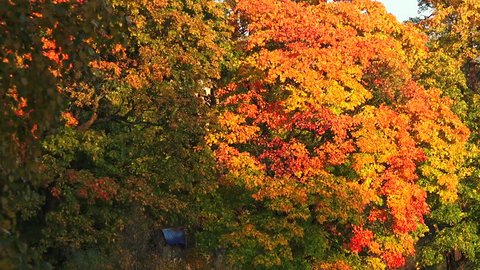 Autumn forest. Autumn Landscape. Real time.