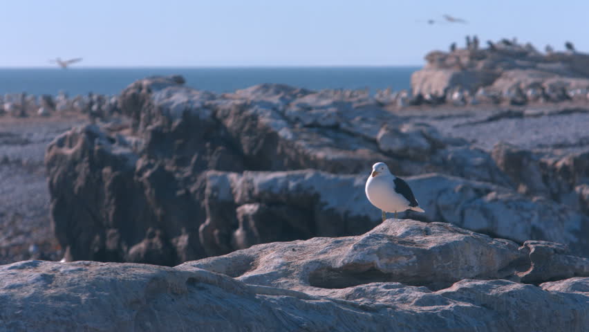 This is a clip of Seagulls walking around on rocks at a beach in the Western Cape in South Africa.