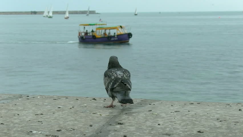 Pigeon flies up from a parapet near the sea (slowed up)