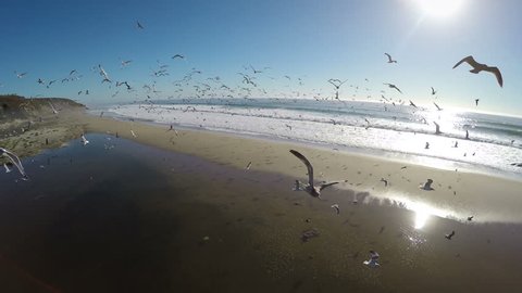 4K Aerial: Flying a drone into a pack of birds on the beach causing mass chaos