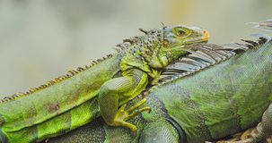 Close up 4k video of green iguana lizard