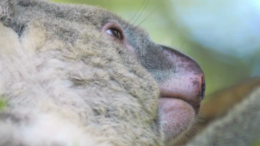 Close up outdoors view of Koala Bear head 