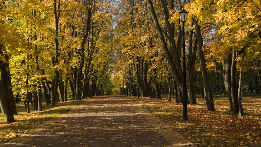 Autumn. Trees. Golden leaves. Park path.