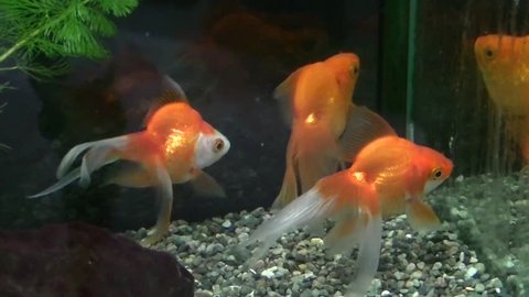 Goldfishes with fine beautiful fins and long tails