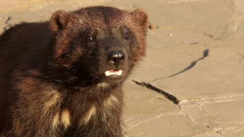 Closeup side face portrait of a wolverine (Gulo gulo) sniffing the air. 
