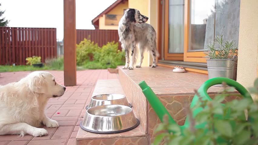 A female caucasian young adult lady petting a dog