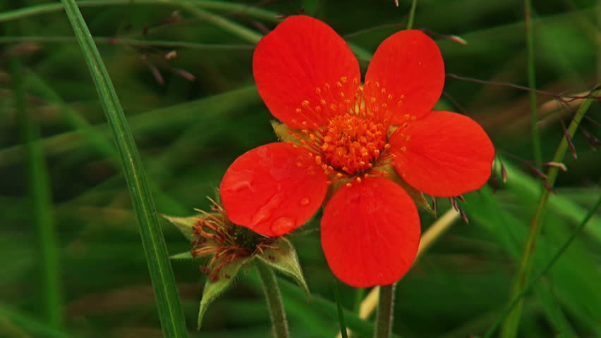 Macro theme: Scarlet Avens (Geum coccineum) on the alpine meadow.