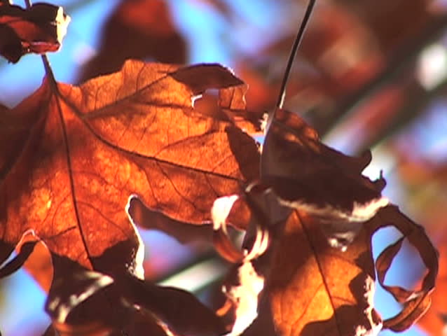 Fall leaves - NTSC