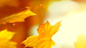 Autumn. Yellow Blurred Fall autumnal background with colorful leaves and sun. Bokeh. Slow motion video footage full HD 1080p, high speed camera shot 240 fps
