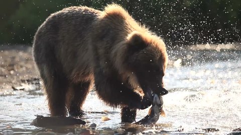 The bear catches a salmon.
