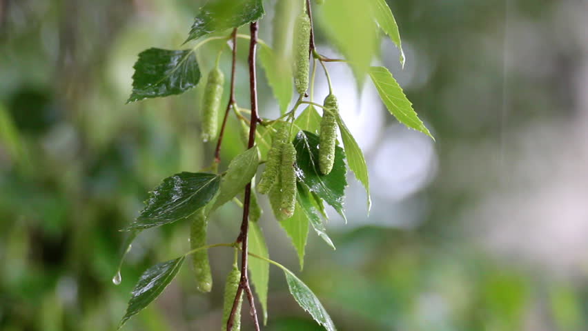 birch tree leaves close-up under rain