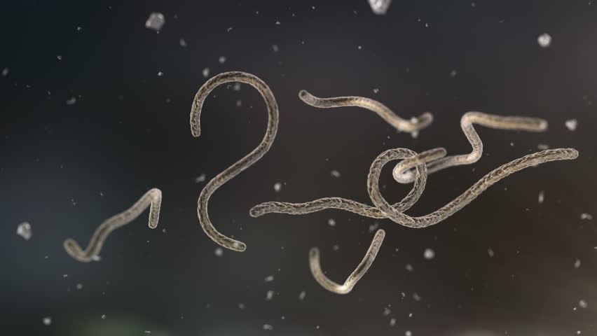 Image result for ebola virus - HD images