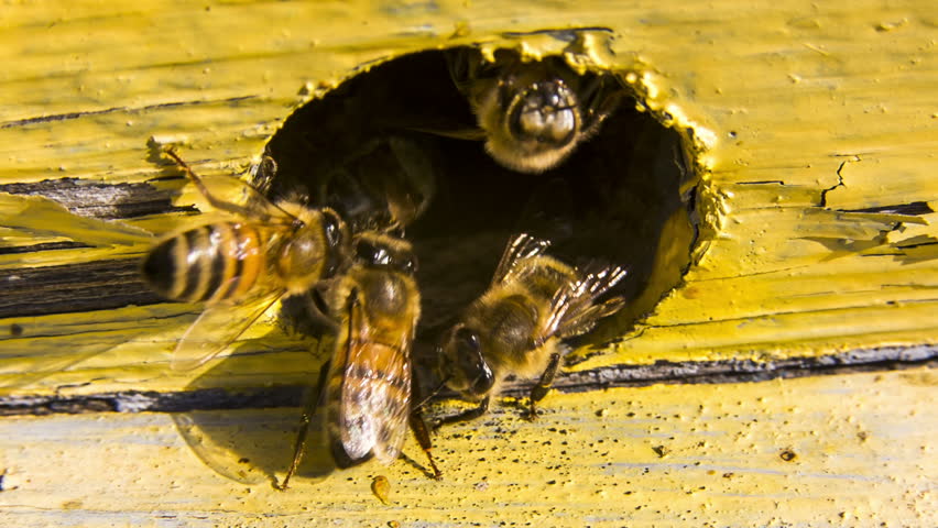 Video Stok guard bees chase alien entrance hive (100% Tanpa Royalti) 763771...