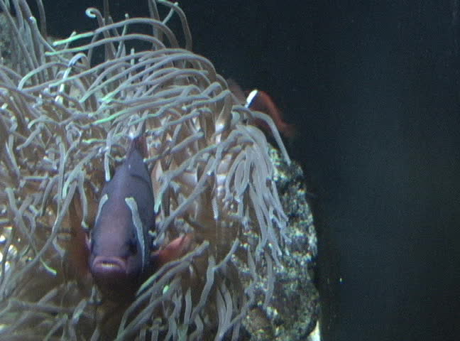 Anemone and Clownfishes, nTSC