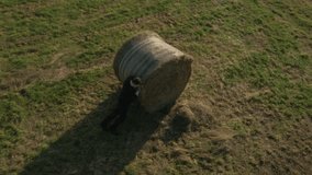 Businessman pushing hay bale concept 