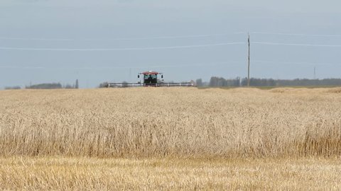 Field of wheat at harvest time.
Field of fall wheat about to be harvested. Swather in the distance. Wheat field in southern Manitoba.
