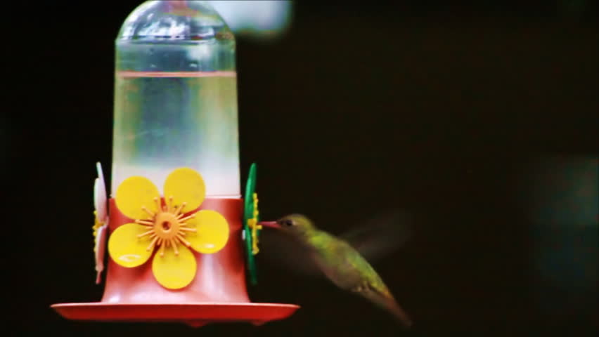 Gilded Hummingbird Feeding 50 frames per second