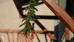 Red and green chilli peppers being dried in front of the house