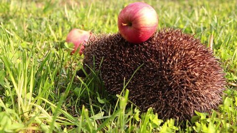Hedgehog is walking and sniffing in the grass at summer, red apples around