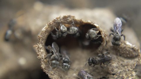 Australian native bees Tetragonula macro video
