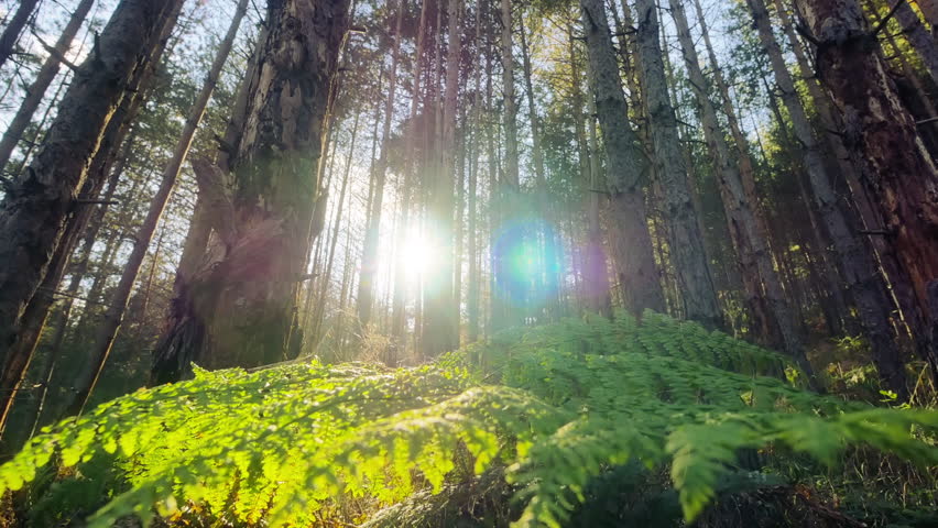 4K Magical deep forest with sunbeams shining | Shutterstock HD Video #7644649