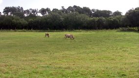 Video zoom of Texas Longhorn cattle steer cow in field of ranch or farm. Large long horns. Eating grass and grazing on weed feed. Spotted hide wearing leather halter on head. Wood and wire fences. 