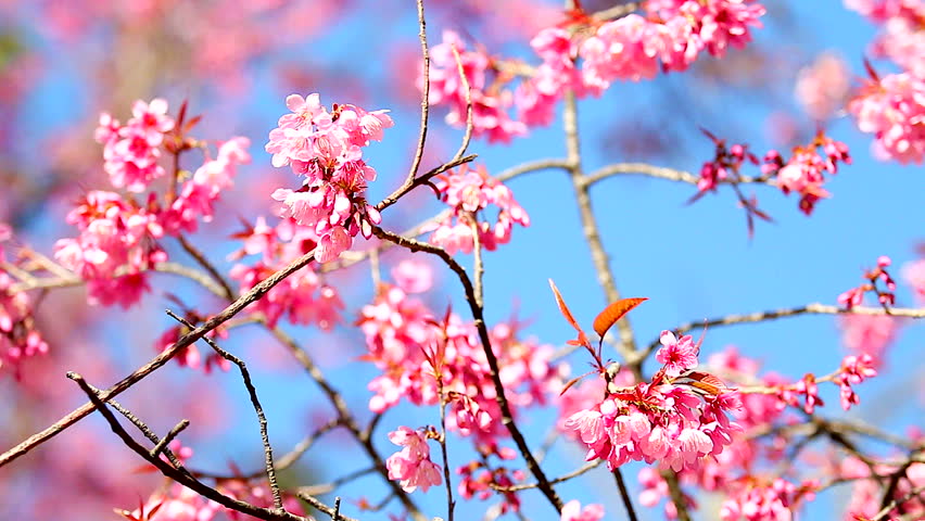 Hd: Sakura Floral, Pink Flower Stock Footage Video (100% Royalty-free ...