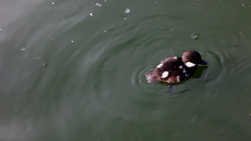 duckling dive in water