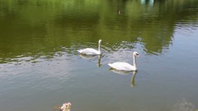 Swans And Geese On The Pond