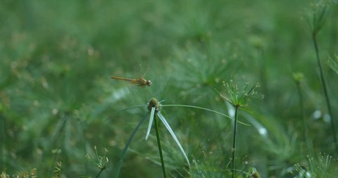 CU of Yellow dragon fly landing on plants in super slow motion