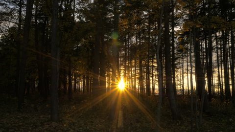 Sunlight through Trees in Forest at Sunset. Camera Gliding.
Shot in 4K, so you can easily crop, rotate and zoom.
ProRes codec - Great for editing, color correction and grading.
