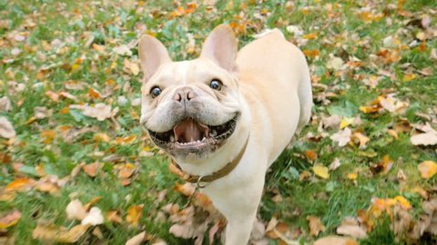 French Bulldog dog walking in autumn leaves, tracking shot