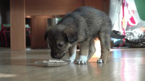 Beautiful little dog eat food with gusto very quickly
