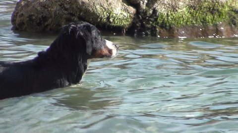 This is short funny video of Dog In The Sea..This happy fun video will create good atmosphere for you and your clients! :)You can use this video in your original projects or as websites background…