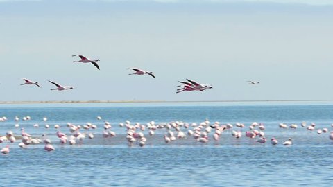 flamingos flying over the sea and landing on the water slow motion tracking shot walvis bay namibia