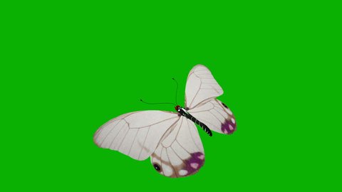 Animated Butterfly On Green Background Stock Footage Video 100 Royalty Free 7698577 Shutterstock