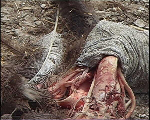 The remains of an ostrich kill 